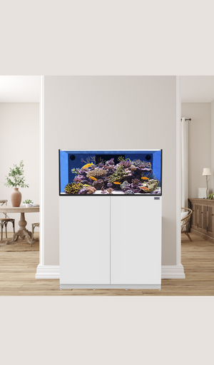 IceCap 20 Gallon Cube AIO Rimless Glass Aquarium — Reef Supplies Canada